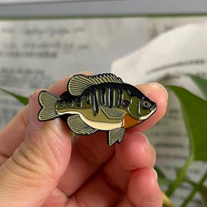 Bluegill  - Fish Pin with Gift Box