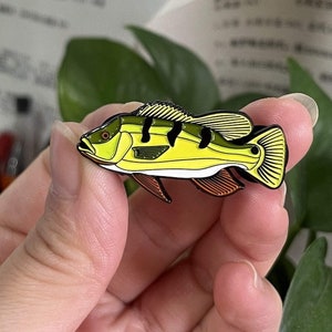 Pfauenbarsch – Fischnadel mit Geschenkbox
