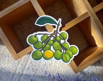 Puerto Rican Quenepa Fruit Illustration Sticker