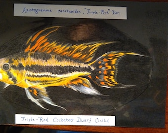 Dwarf Cichlid Art Etsy