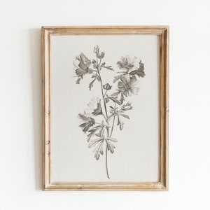 May include: A framed black and white botanical print of a flower with five petals. The print is on a light beige background and is framed in a light wood frame.