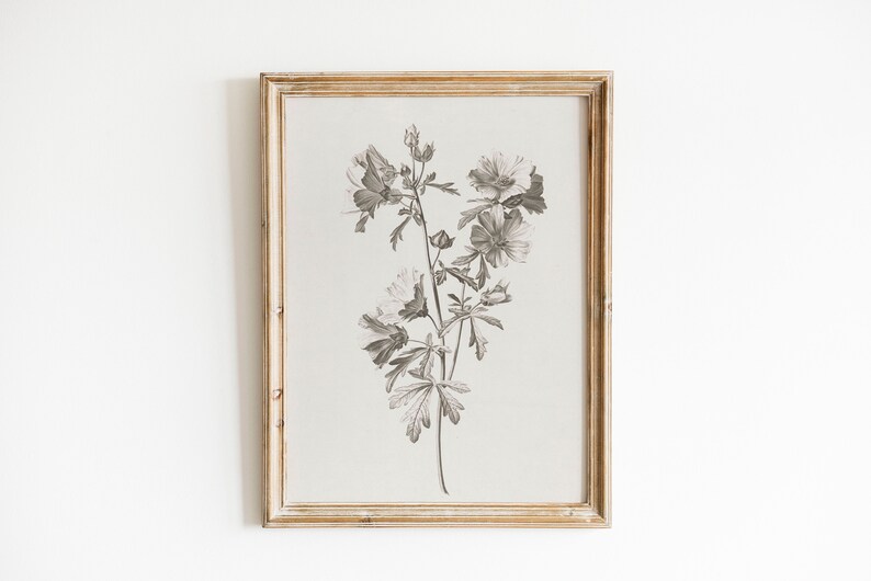 May include: A framed black and white botanical print of a flower with five petals. The print is on a light beige background and is framed in a light wood frame.