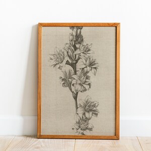 Botanical Flower Print| | Vintage Flower Sketch | French Country Decor | Printable Wall Art for DIGITAL DOWNLOAD