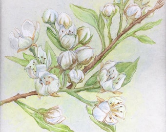 pear tree blossom drawing