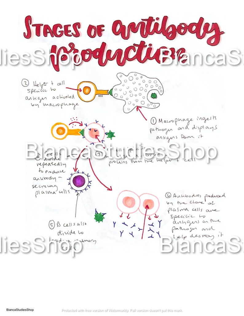 IB Biology Stages of Antibody Production Diagram Etsy