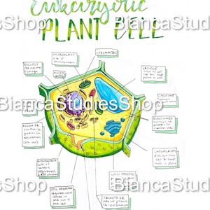 May include: A hand-drawn illustration of a plant cell with labelled parts, including the nucleus, chloroplast, vacuole, ribosomes, and cell wall. The cell is green with a blue vacuole and yellow chloroplasts.