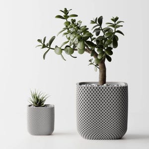 Könnte beinhalten: Zwei Topfpflanzen, eine mit einer kleinen grünen Sukkulente und die andere mit einer größeren grünen Pflanze mit einem braunen Stamm. Beide Pflanzen stehen in grauen Töpfen mit einem geometrischen Muster.