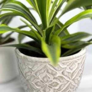 May include: Two potted plants in white ceramic pots with a decorative embossed pattern. The plant on the right has green and yellow leaves.