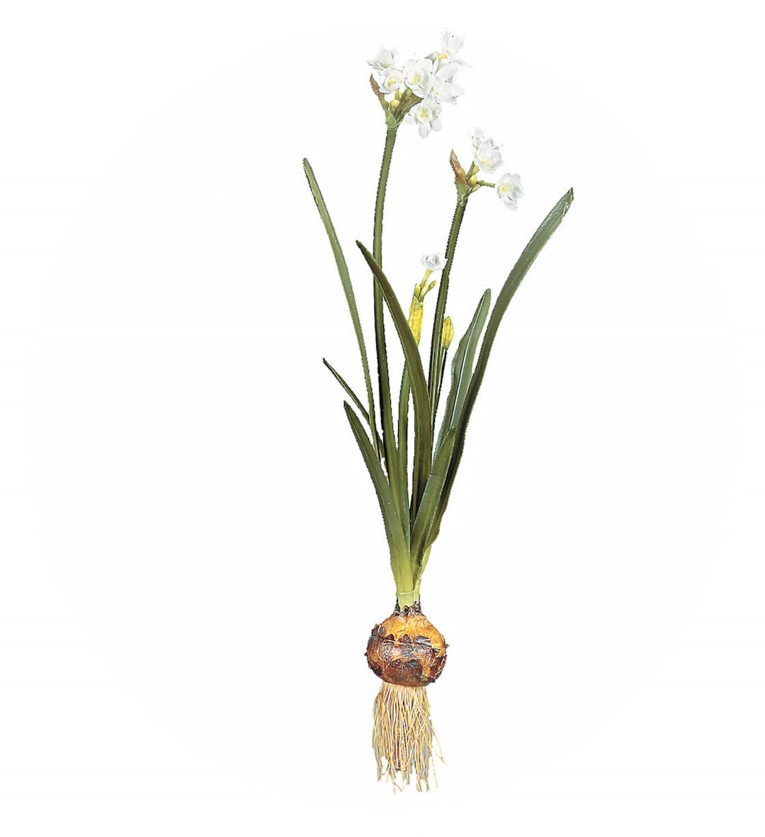 Faux Paperwhite With Bulb and Roots Artificial Paperwhite Stem