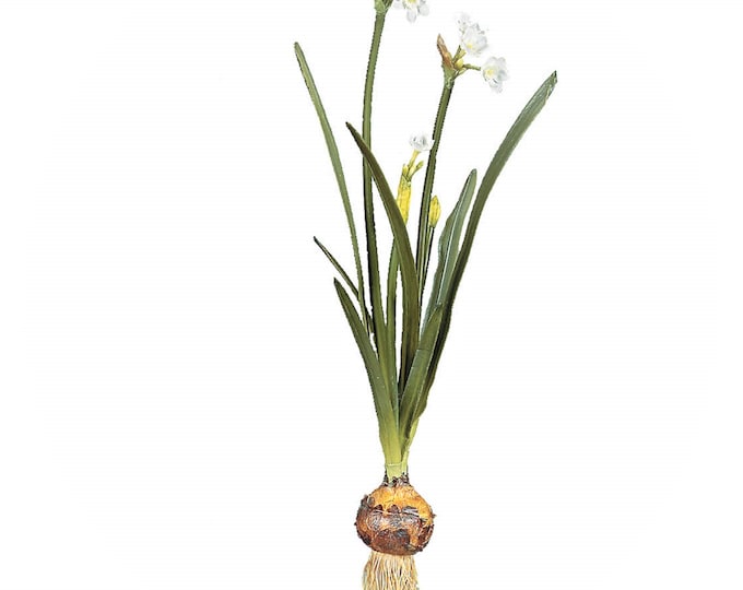 Faux Paperwhite With Bulb and Roots Artificial Paperwhite Stem