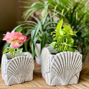 May include: Two square off-white planters featuring a raised seashell relief pattern on all sides. The smaller planter holds a pink ranunculus flower, while the larger planter contains a small green plant with pointed leaves and light green veins.