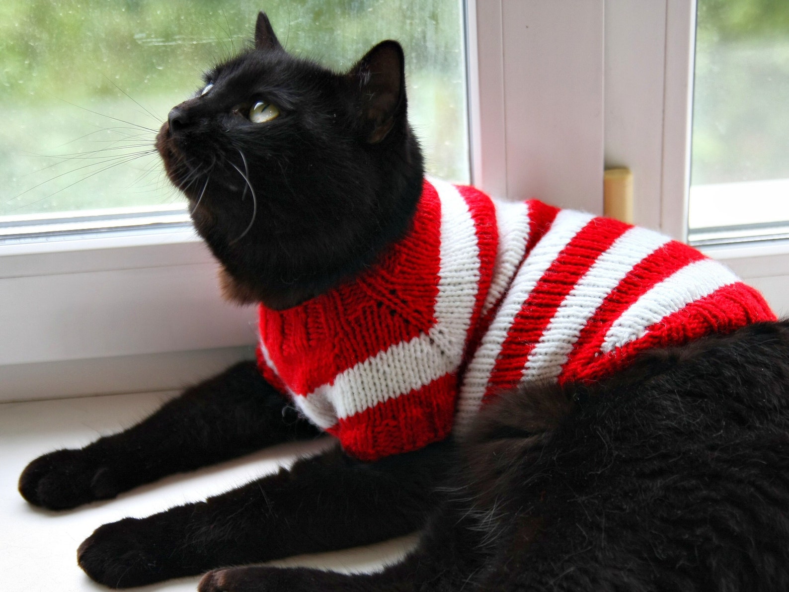 Hand Knitted Cat Sweater Where is Kitty Handmade Etsy
