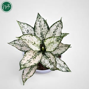 indoor zz plant ZZ Plant Black Raven, Live Indoor Plant main image 0