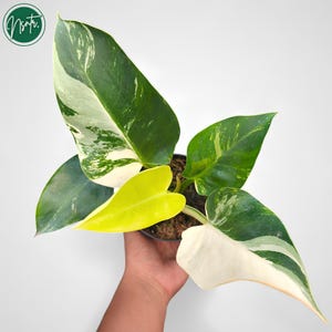 Philodendron - Plante Uniqe Rare, Verte Congo, Très Panachée