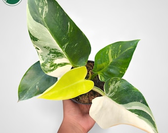 フィロデンドロン・ブラック・カーディナル斑入り希少観賞植物 - Etsy 日本