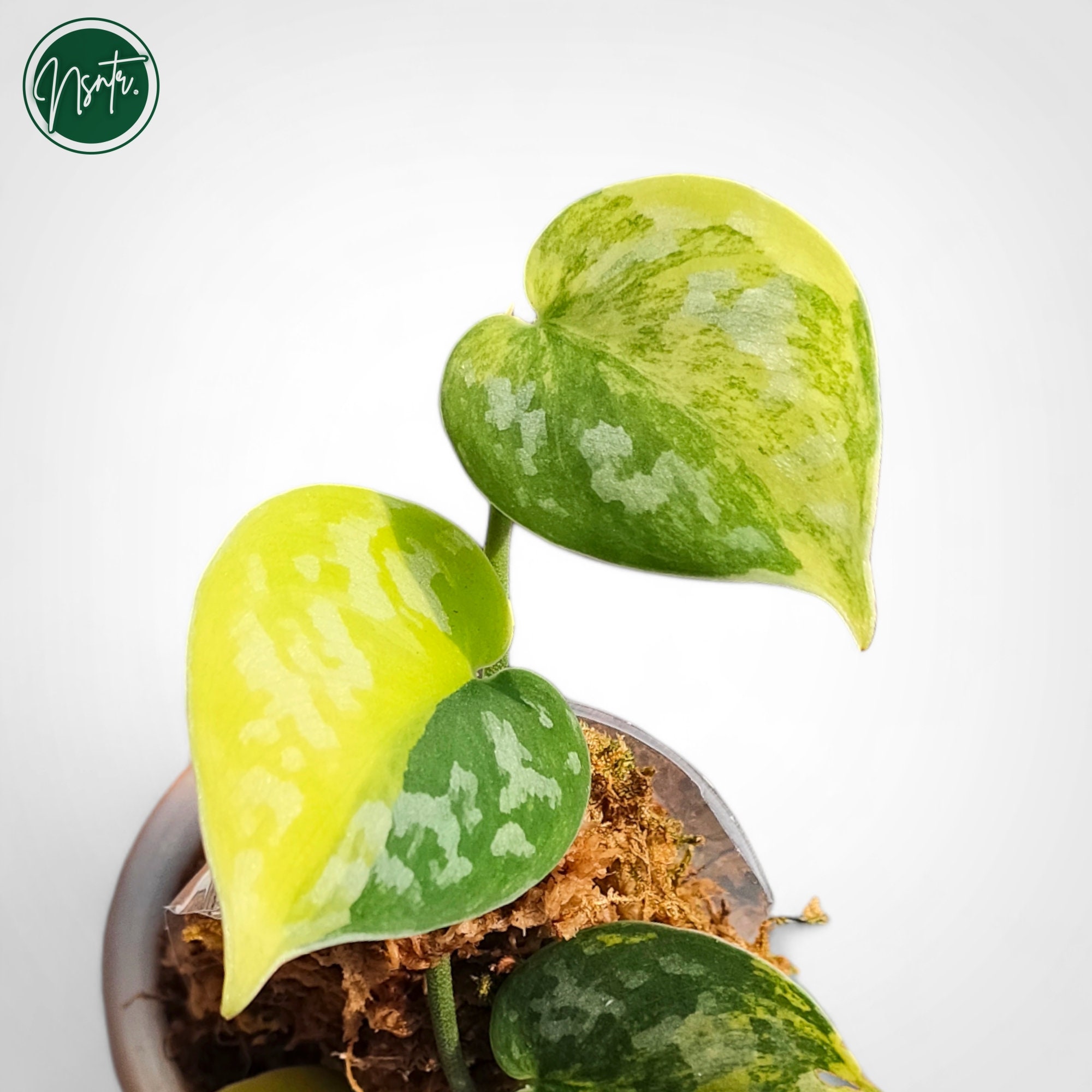 Scindapsus Bakudapati High Variegated Rare Uniqe Plant - Etsy Canada