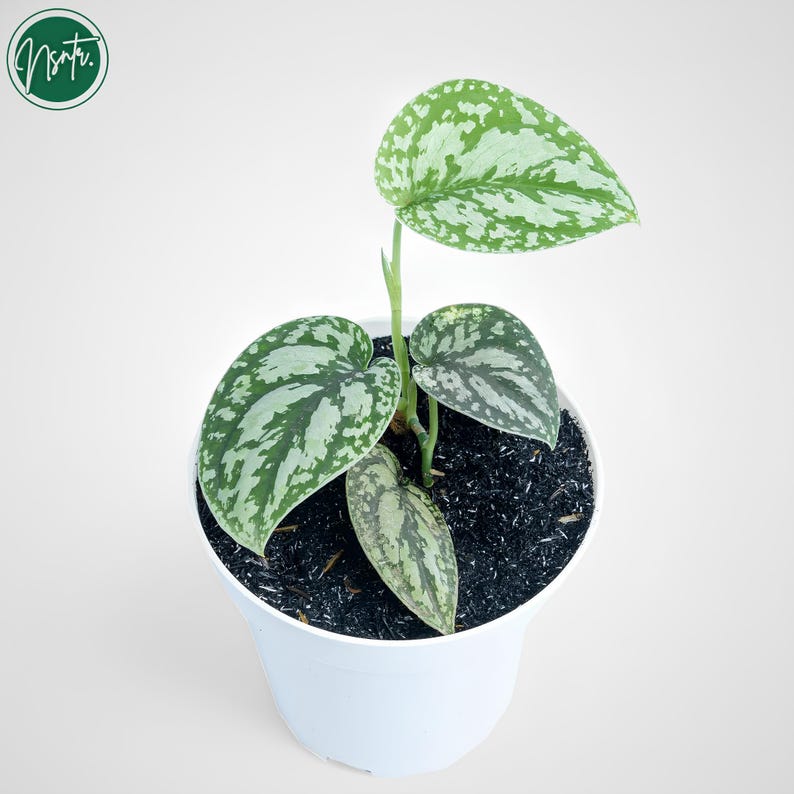 NsntrTropicalPlant Scindapsus Tricolor - Thumbnail 2
