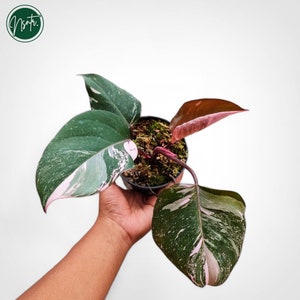 Philodendron Pink Princess Galaxy Variegated Rare Uniqe Plant