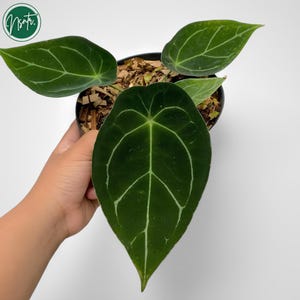 Anthurium Forgetii Original Rare Uniqe Plant