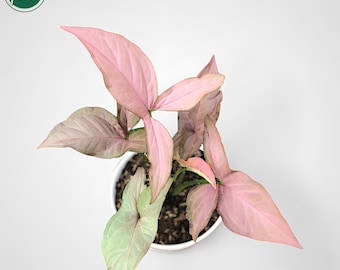 May include: A top-down view of a potted Syngonium plant with large, pink leaves. The leaves have a soft, textured appearance and are arranged in a starburst pattern. The pot is white, and the plant is set against a white background.