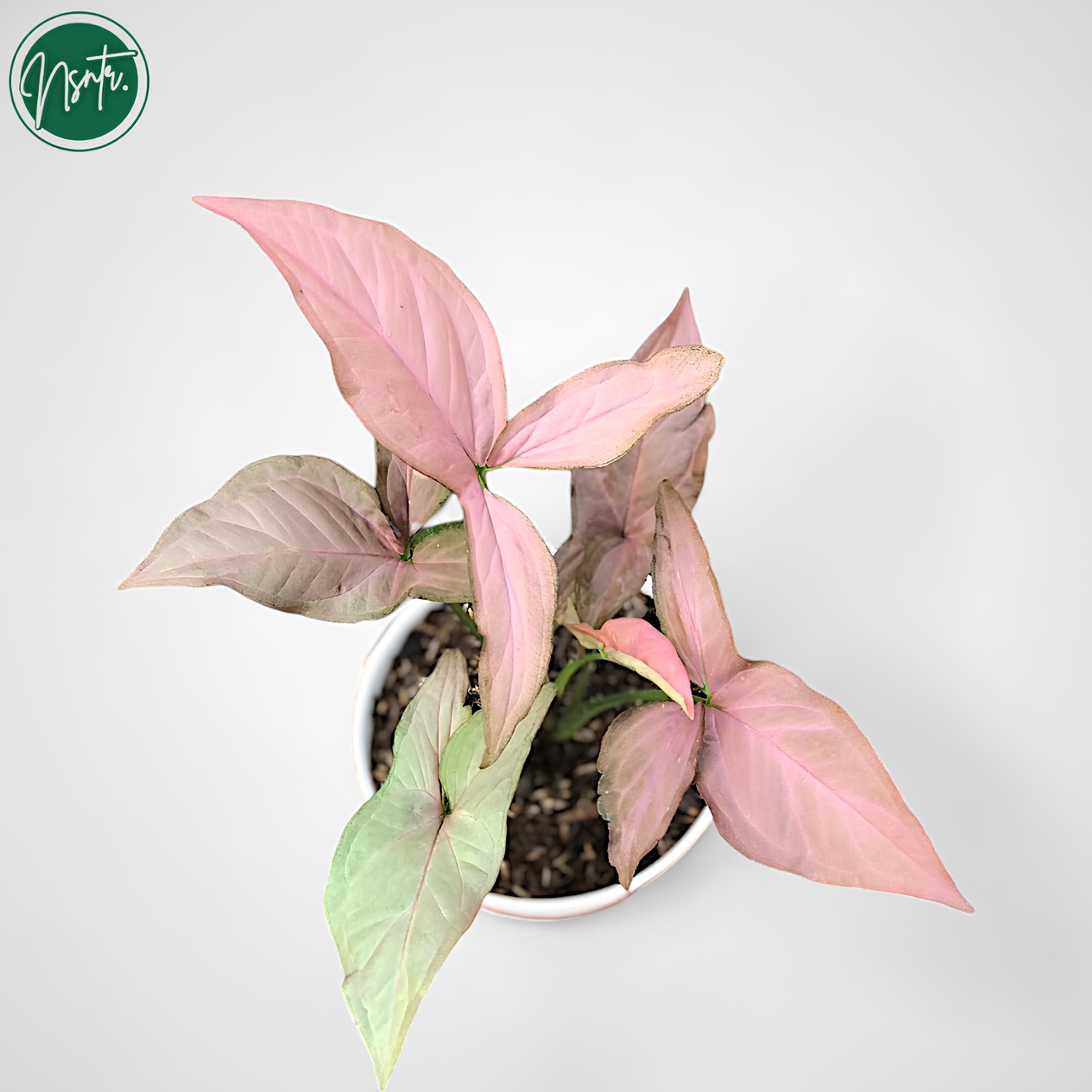 syngonium chiapense variegated syngonium chiapense variegated