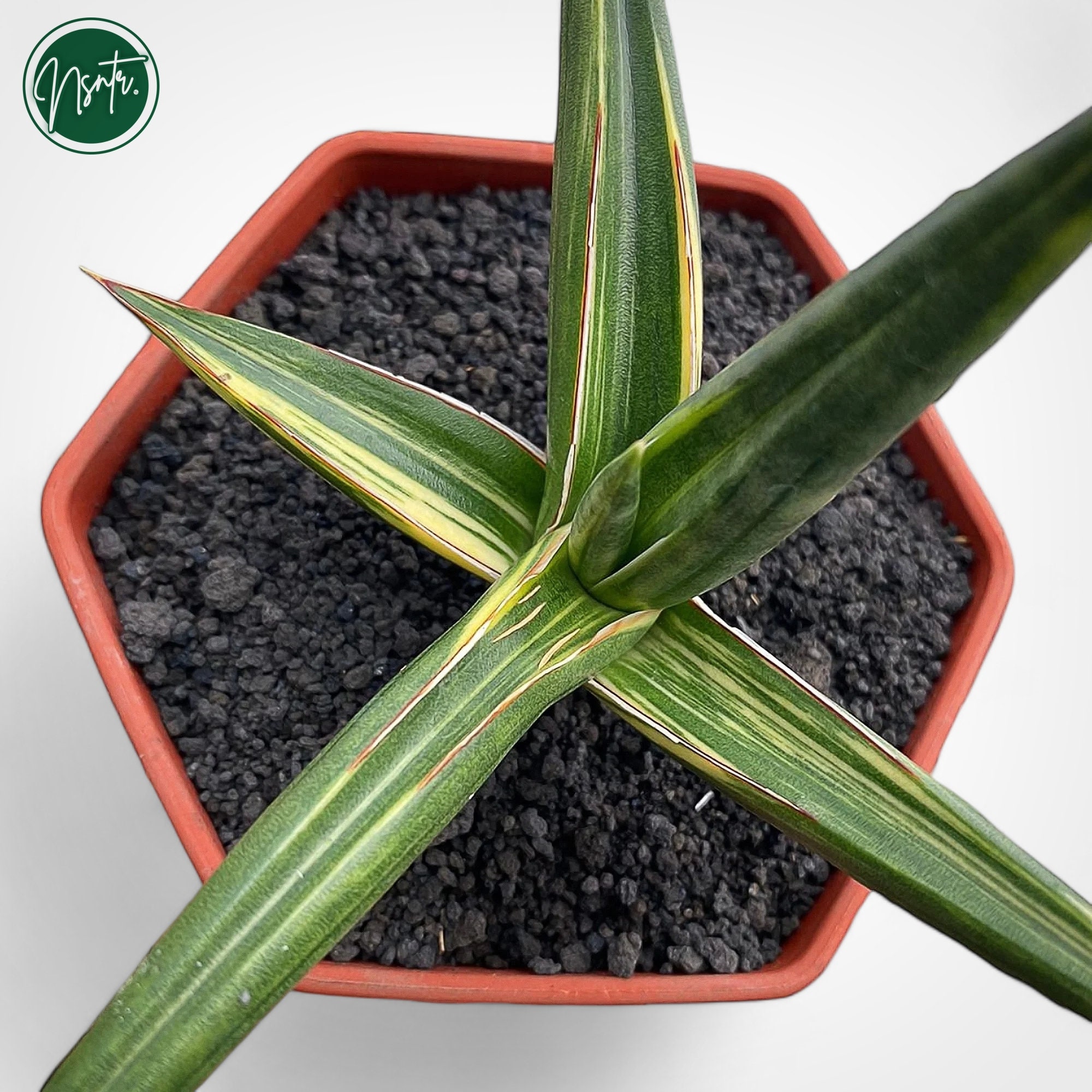 Sansevieria Downsii Variegated Rare Uniqe Snake Plant - Etsy Canada