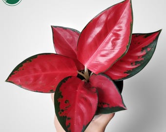 アグラオネマ レッド スマトラの珍しいユニークな植物 - Etsy 日本