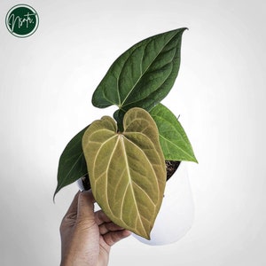 HS　アンスリウム　ナイトクイーン x フォートシャーマン Anthurium fort sherman - Etsy 日本