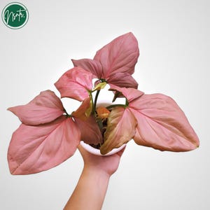 Syngonium Pink Perfection Rare Uniqe Plant