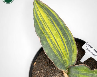 Sansevieria Douglas Superclone Variegated Rare Uniqe Snake