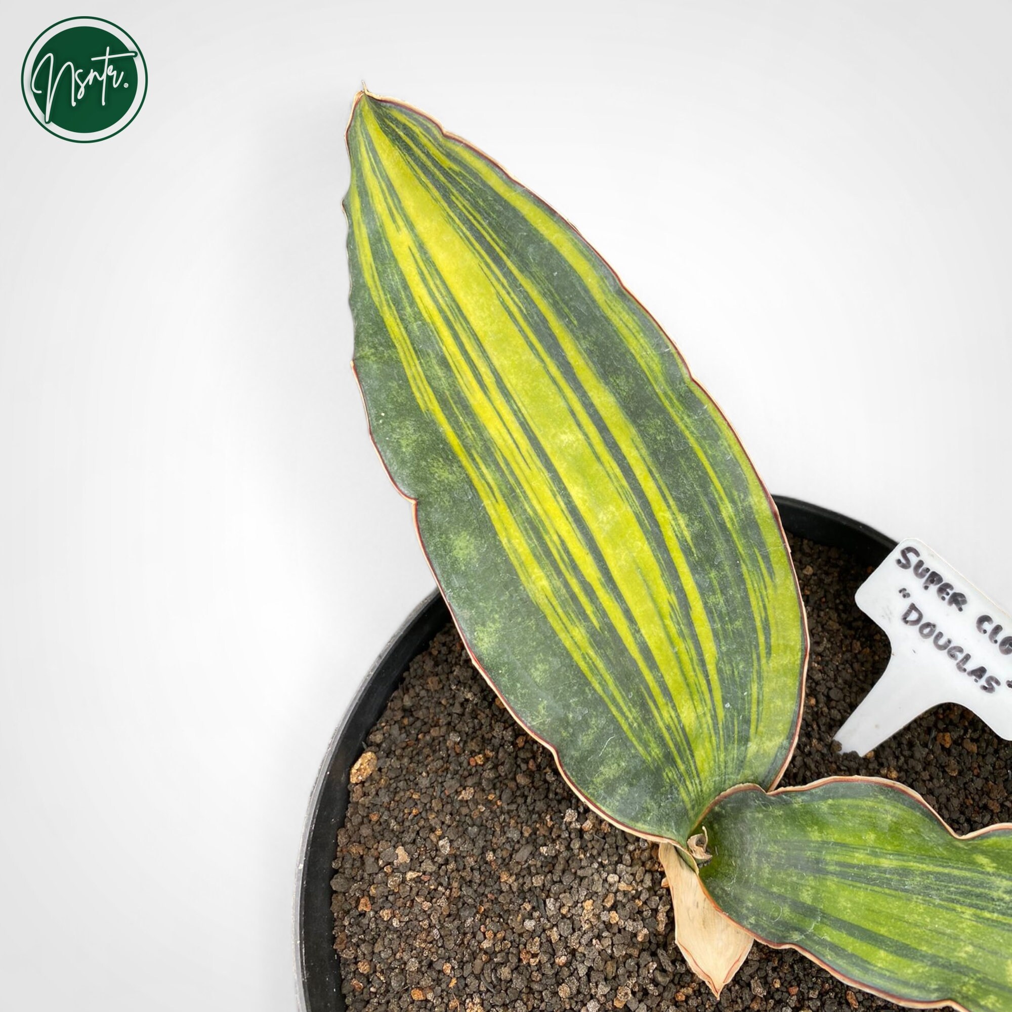 Sansevieria Douglas Superclone Variegated Rare Uniqe Snake Plant