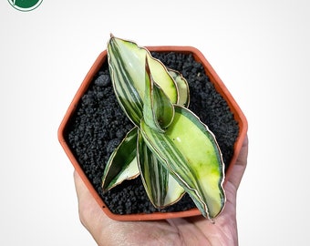 Sansevieria Samurai Dwarf White Variegated Rare Uniqe Snake Plant