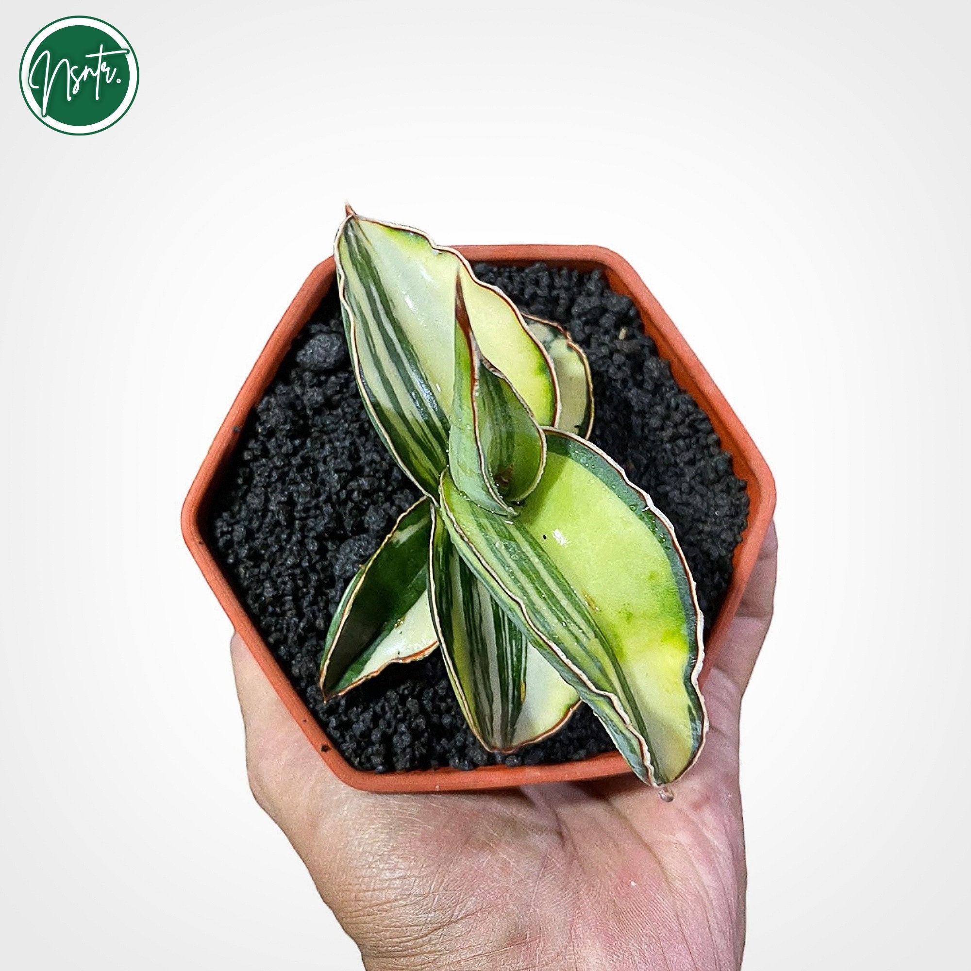 サンスベリア Sansevieria Samurai variegated Sansevieria Samurai