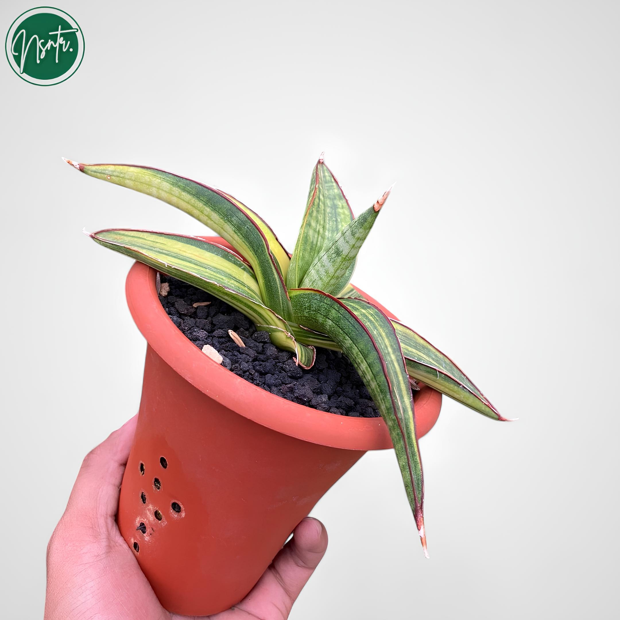 Sansevieria Koko Yellow Variegated Rare Uniqe Snake Plant - Etsy