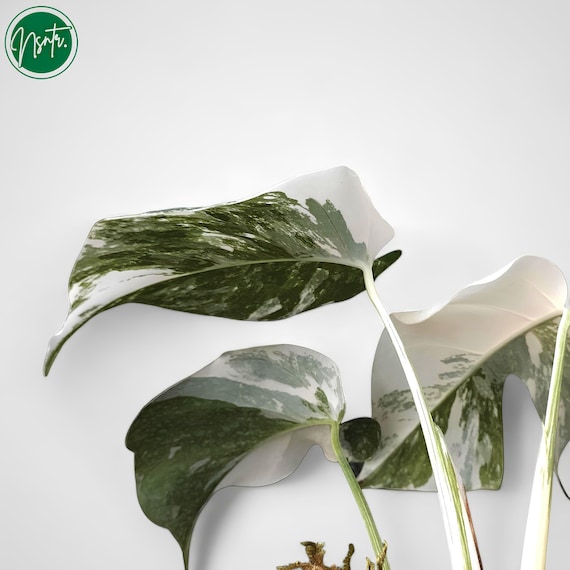 Monstera White Tiger Variegated Rare Plant - Etsy