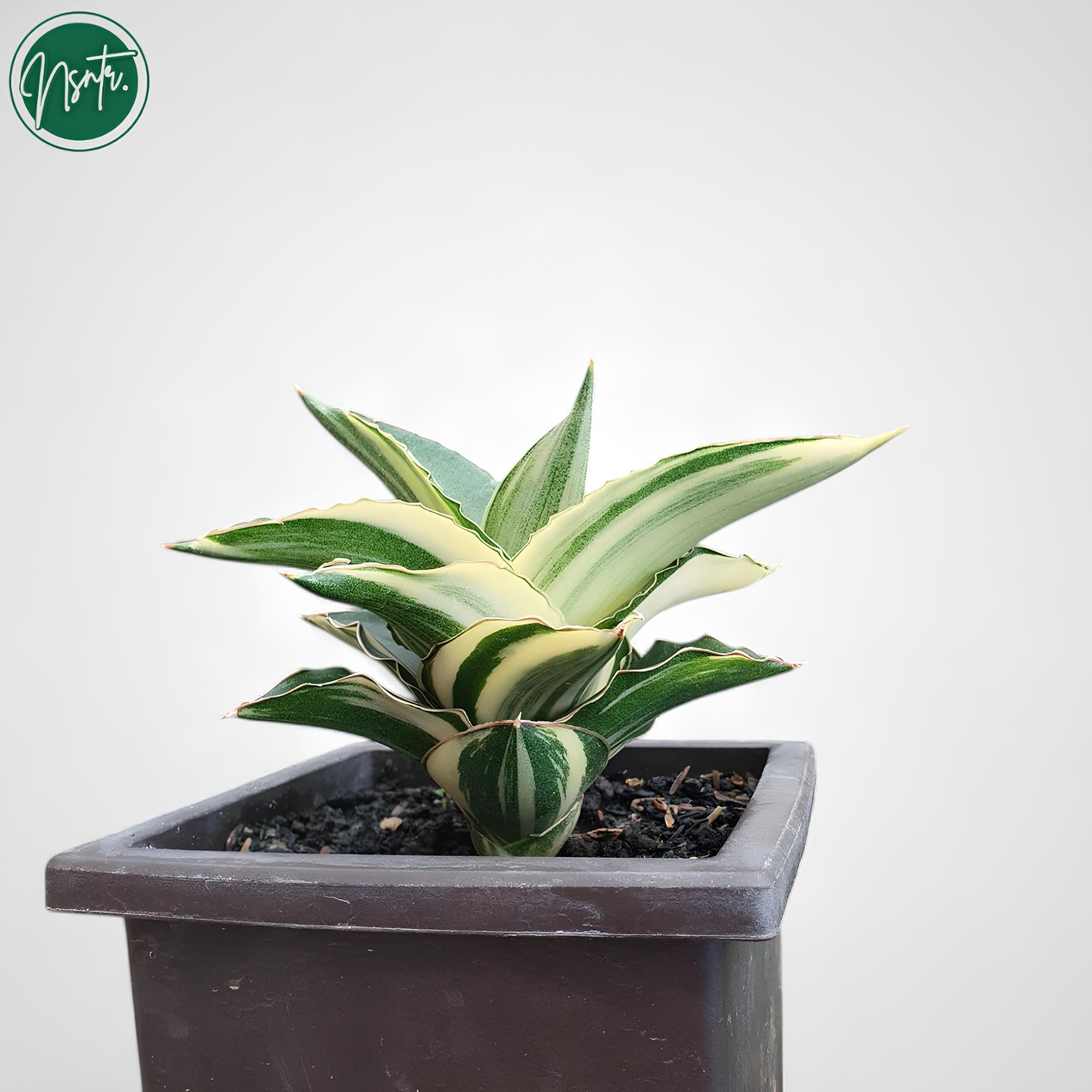 サンスベリア アンダマン斑入りの珍しいユニークなヘビ植物 - Etsy 日本