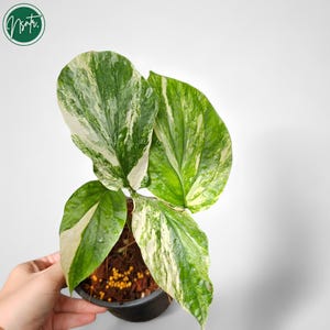 Amydrium Zippelianum Variegated Rare Uniqe Plant