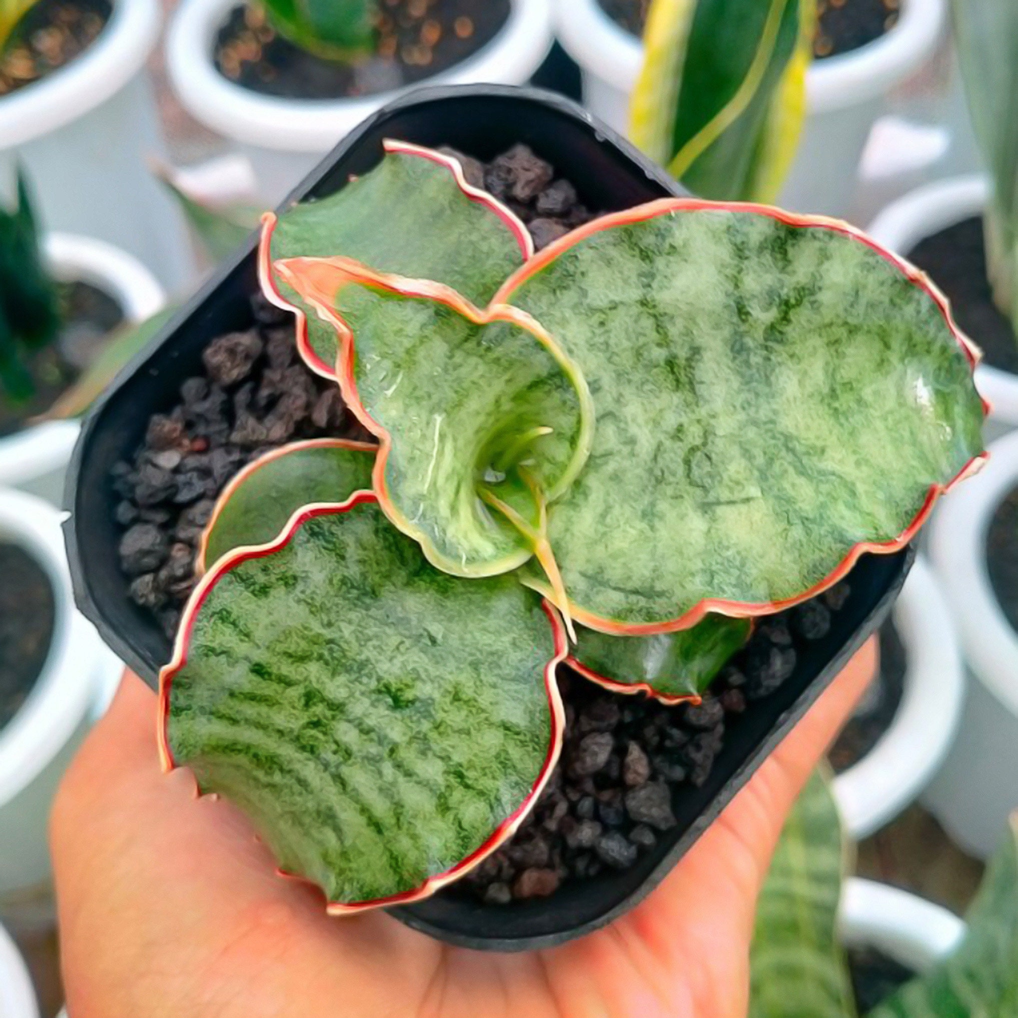 Sansevieria Silver Blue Rare Uniqe Snake Plant - Etsy