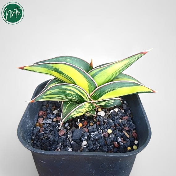 succulent big 7-10FT Green Snake Plant  Dahing Plants