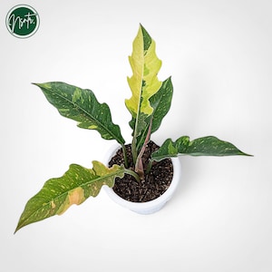 Philodendron ring of fire variegated - Etsy 日本