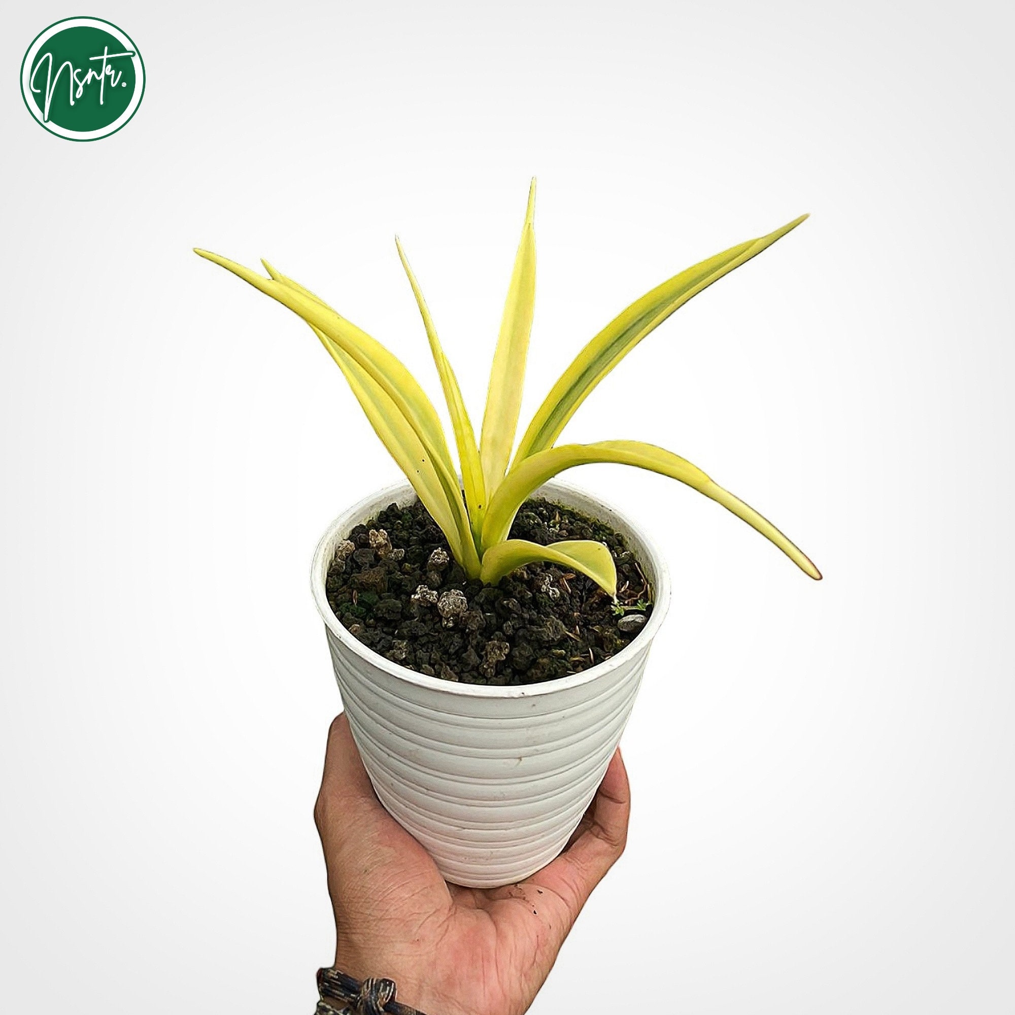 Sansevieria Parva Lanvet Yellow Variegated Rare Uniqe Snake Plant - Etsy  Canada