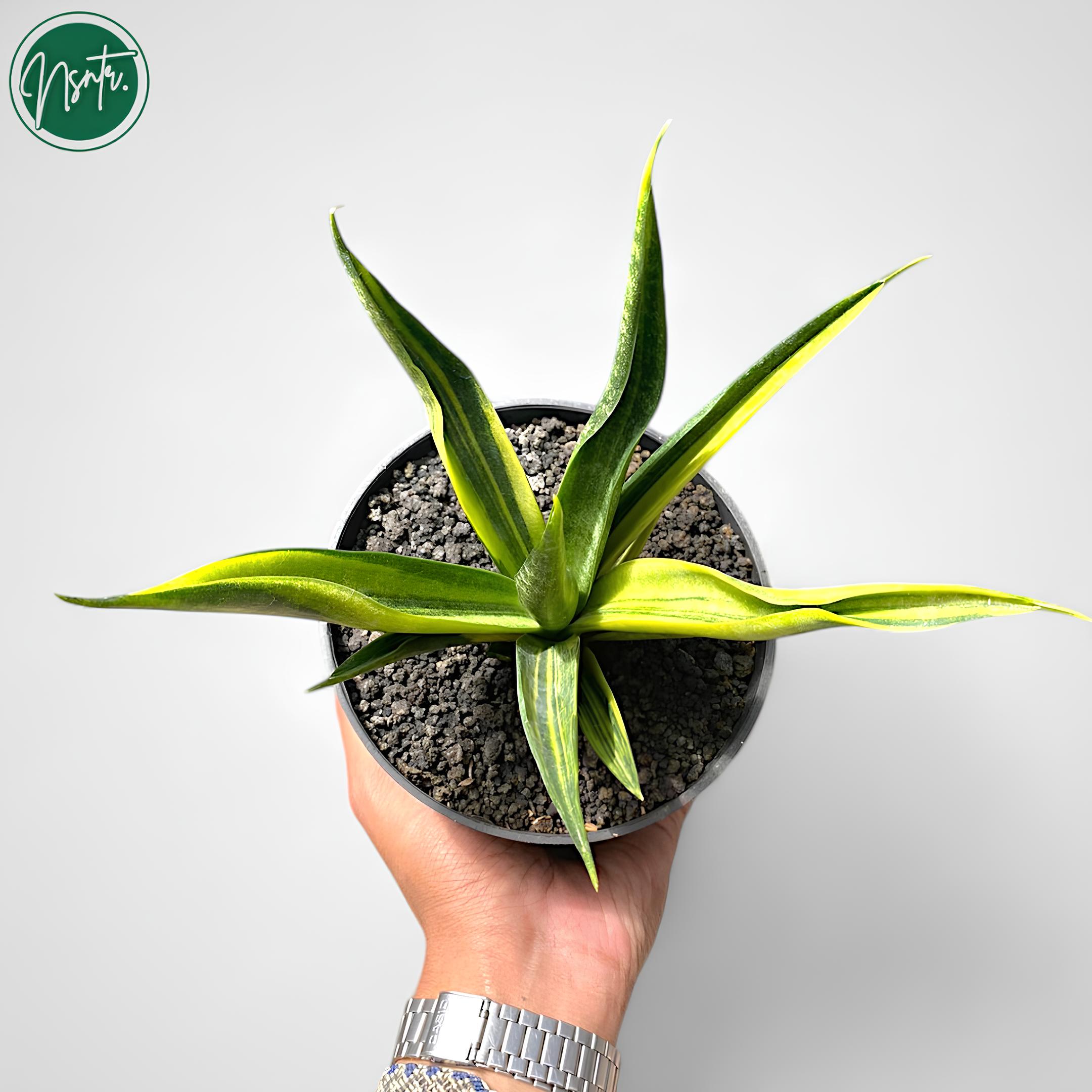 Sansevieria Black Makayla Variegated Rare Uniqe Snake Plant - Etsy