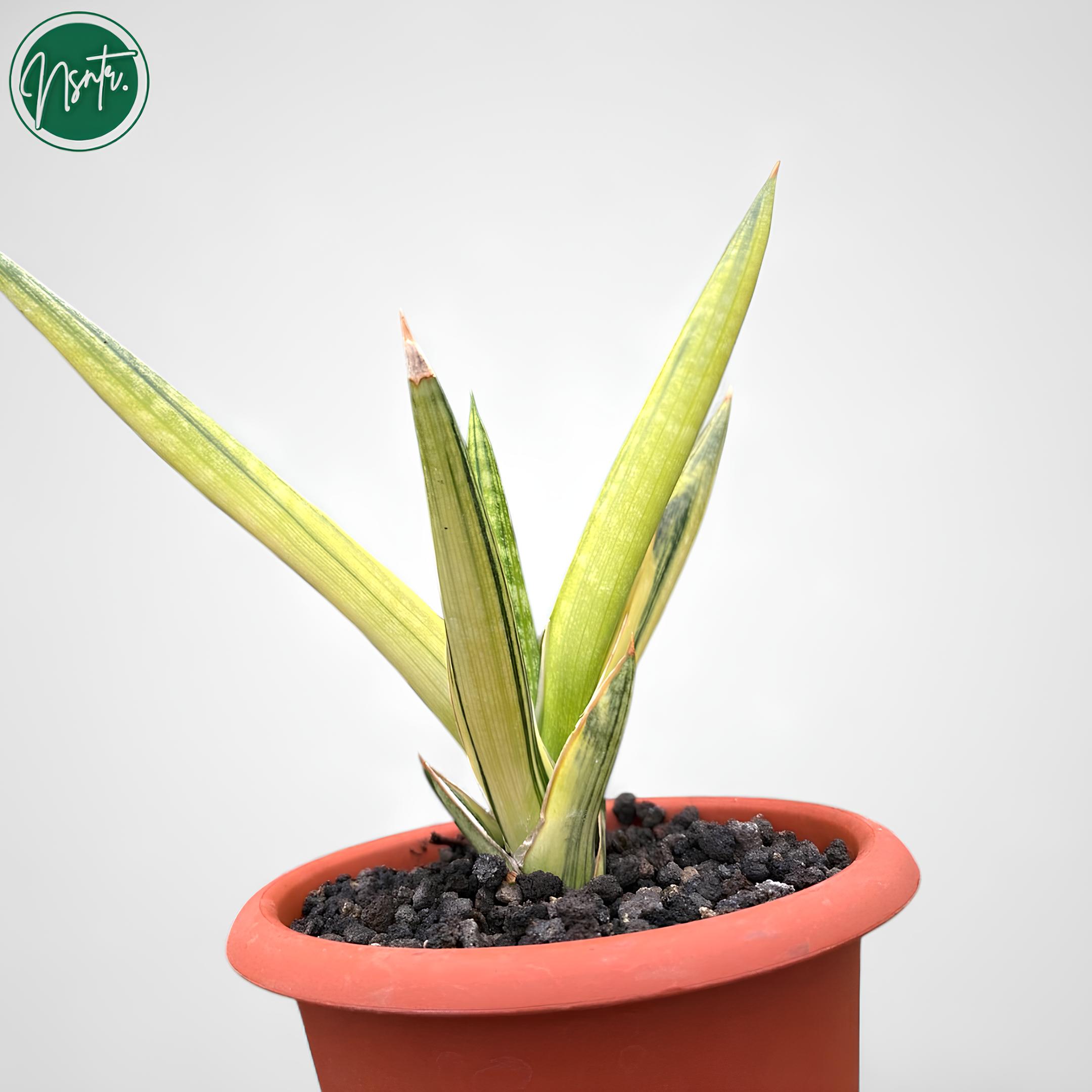 Sansevieria Motomo Variegated Rare Uniqe Snake Plant - Etsy