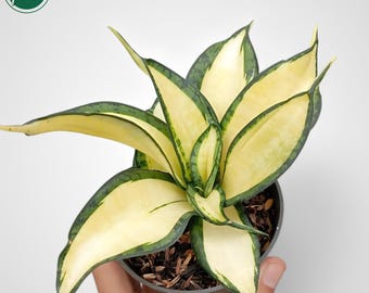 Sansevieria Golden Wendys Mutation Rare Uniqe Snake Plant