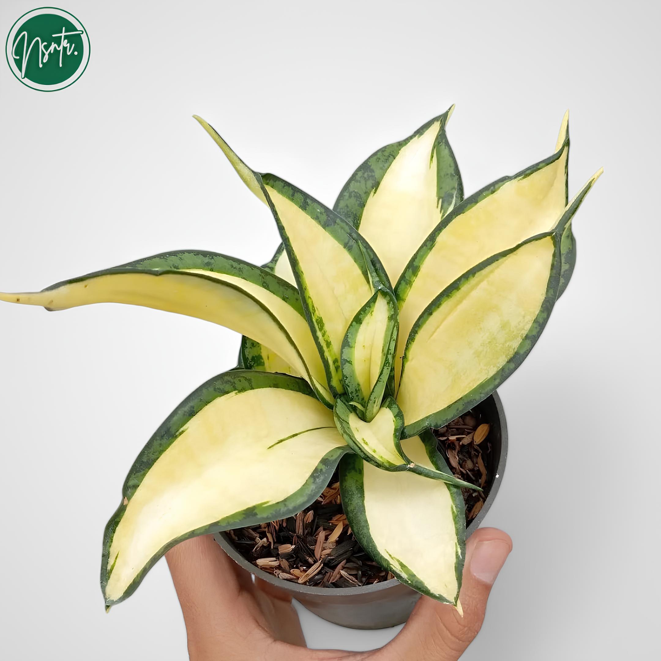 Sansevieria Golden Wendys Mutation Rare Uniqe Snake Plant - Etsy