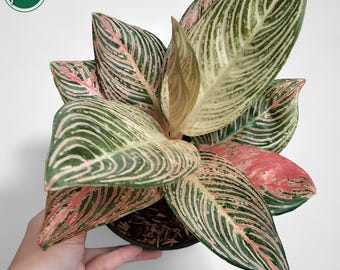 Aglaonema Golden Hope Rare Uniqe Ornamental Plant - Etsy