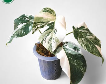 philodendron atabapoense Philodendron atabapoense – Foliage Factory main image 1