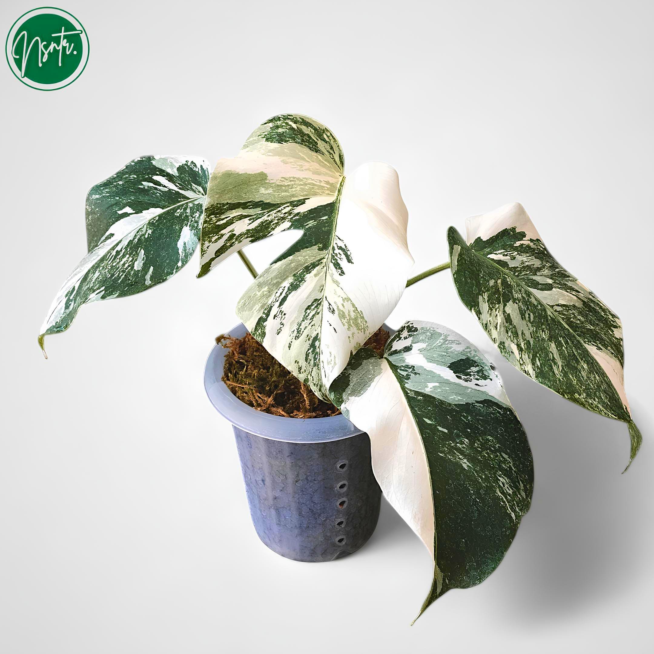 モンステラ　ホワイトラヴァ　変異株 Monstera white lava - Etsy 日本