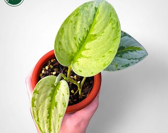 Scindapsus Yupa Variegated Real Pict Plant - Etsy Canada