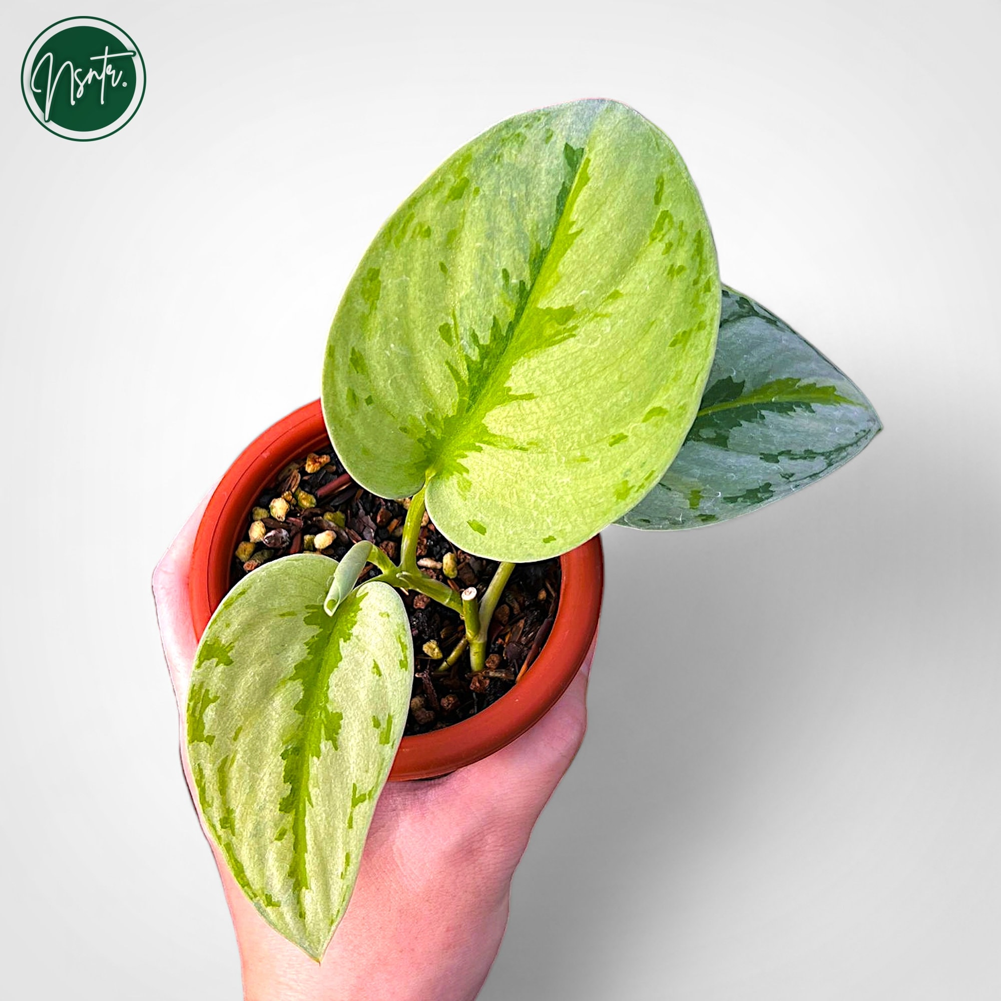 シンダプサス・ユパ斑入りリアルピクト植物 - Etsy 日本